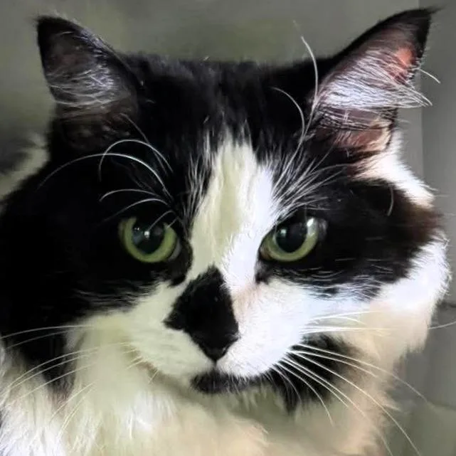 A senior medium-sized female White Domestic Medium Hair cat named Zoey for adoption in Shawnee, KS