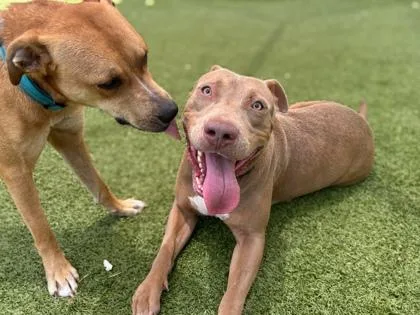 An adult large-sized male American Bulldog dog named Bubba for adoption in Gainesville, FL