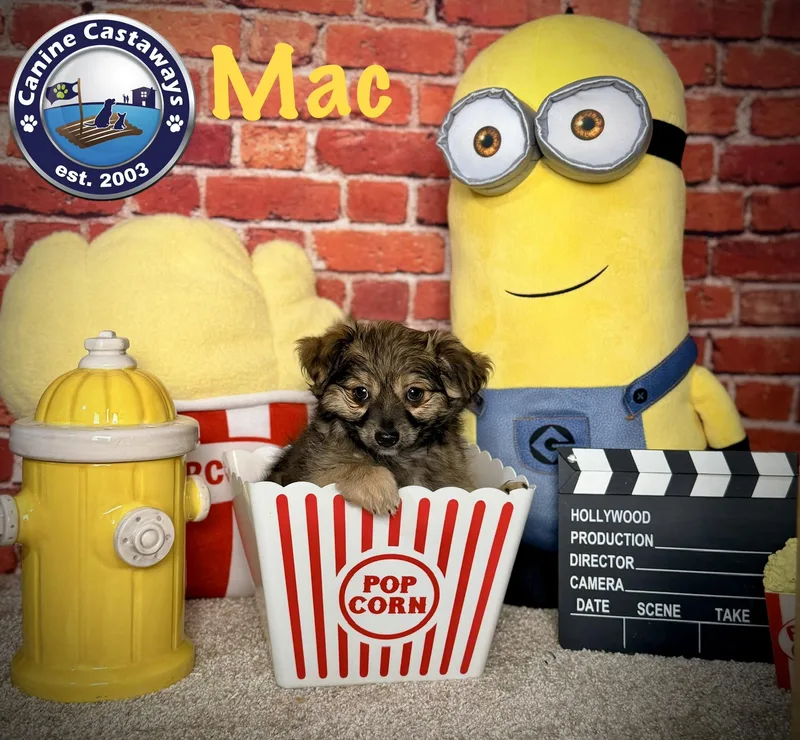 A baby small-sized male Brindle Chihuahua dog named Mac for adoption in Arcadia, FL