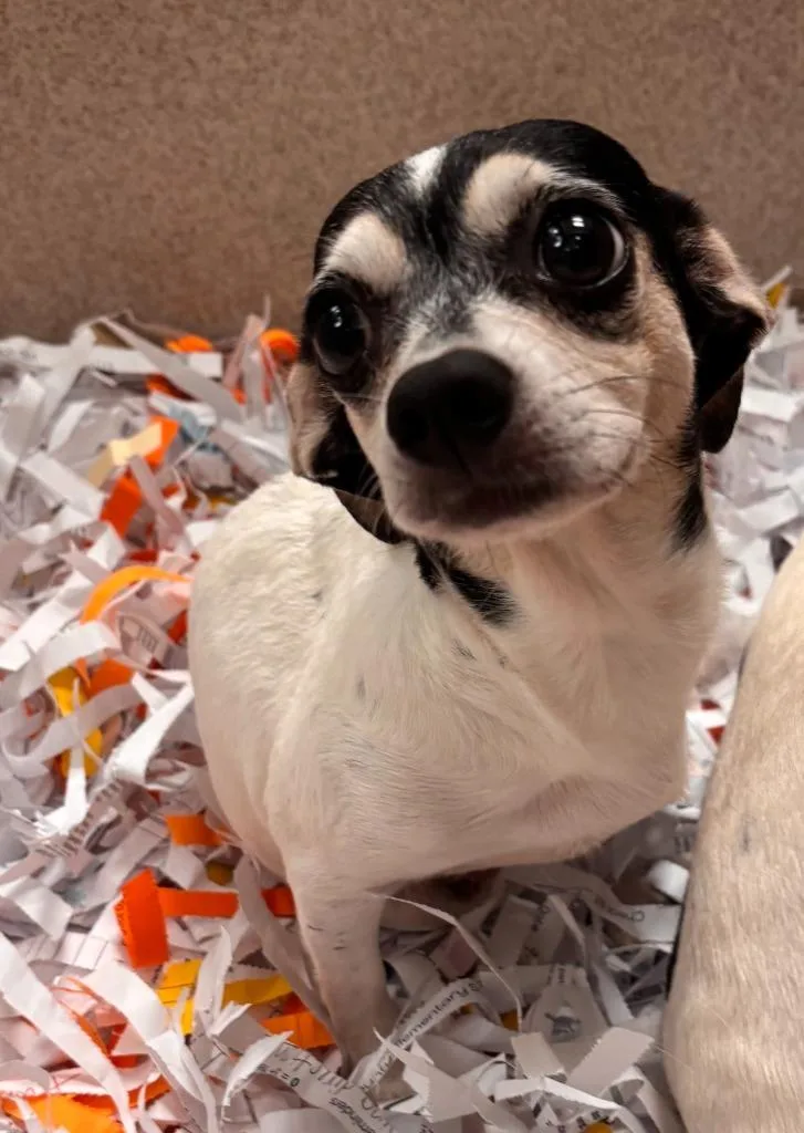 An adult medium-sized female Chihuahua dog named Cookie for adoption in Madison, GA