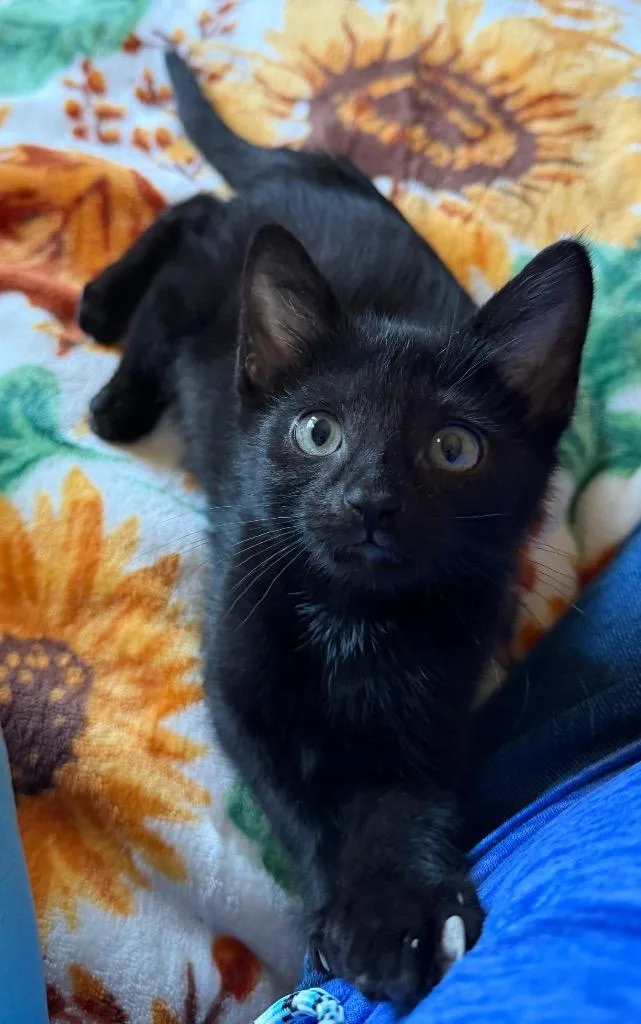A baby small-sized male Domestic Short Hair cat named Merino for adoption in Ewing, NJ