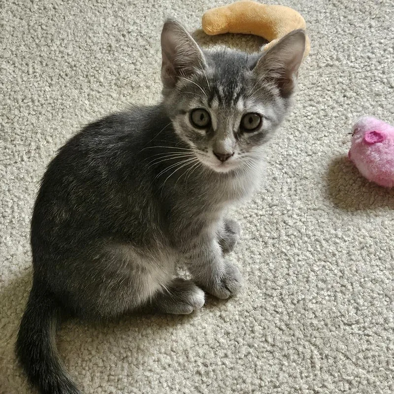 Bella