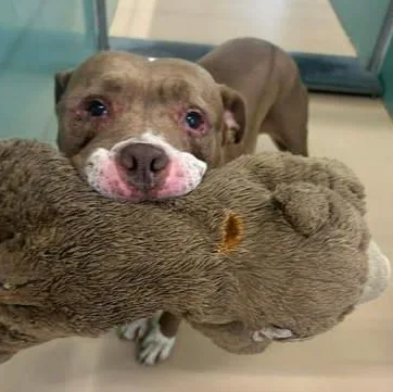 An adult large-sized female Yellow / Tan / Blond / Fawn Pit Bull Terrier dog named Jada in Maine for adoption in Cumberland, ME