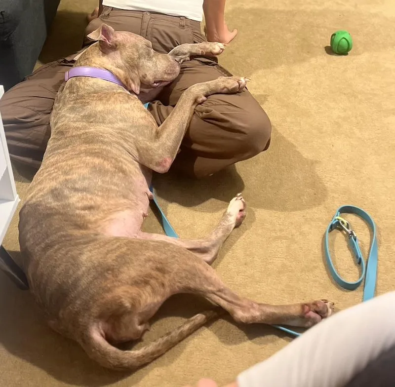 An adult large-sized female Pit Bull Terrier dog named Corina for adoption in Longview, TX