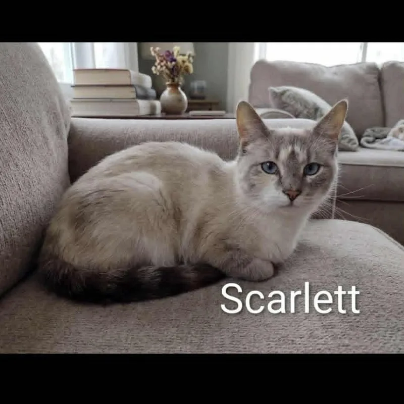 A young medium-sized female Lilac Point Siamese cat named Scarlett for adoption in Wyandotte, MI