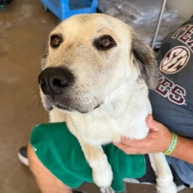 An adult medium-sized female White / Cream Labrador Retriever dog named Posey for adoption in Denison, TX