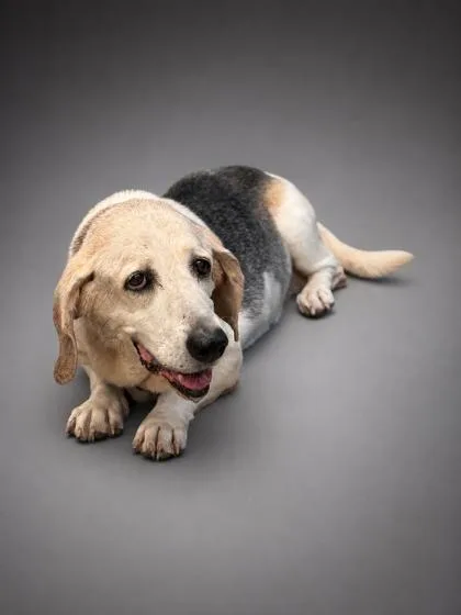 A senior medium-sized female Beagle dog named Ellie for adoption in Bowling Green, KY