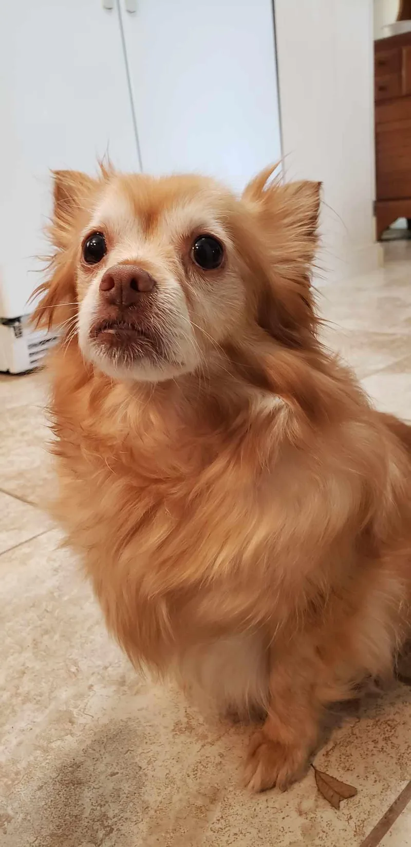 An adult small-sized female Chihuahua dog named Tink for adoption in Osteen, FL