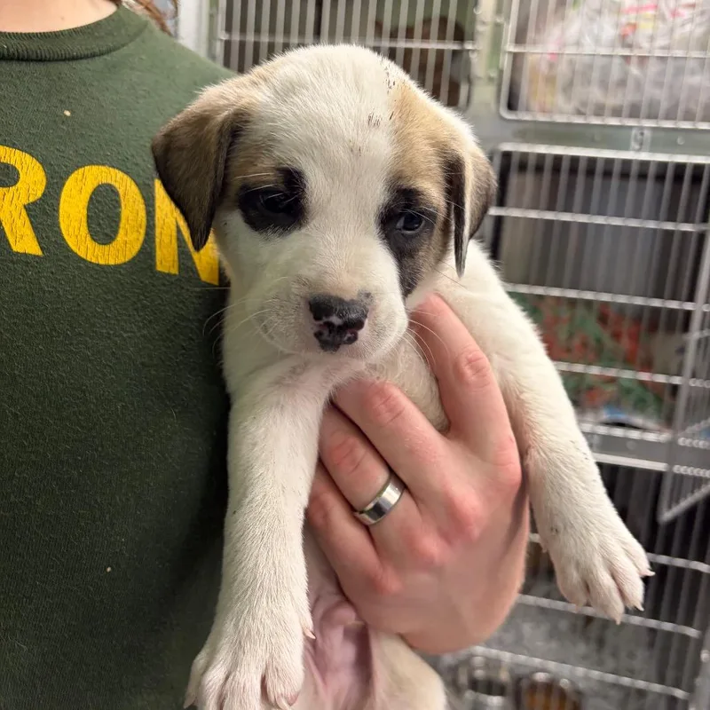 A baby small-sized male White / Cream Terrier dog named Taylor for adoption in Montgomery, AL