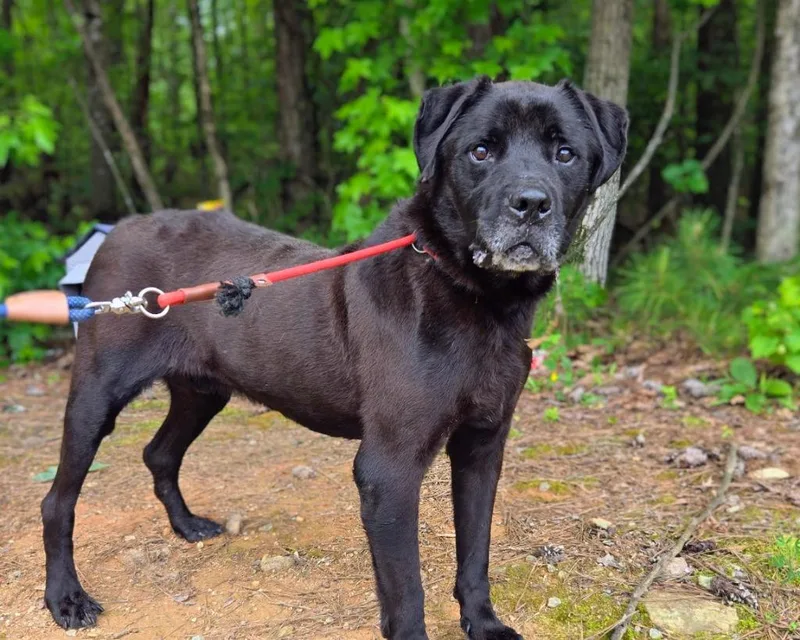 A senior extra large-sized male Labrador Retriever dog named Josiah for adoption in Douglasville, GA