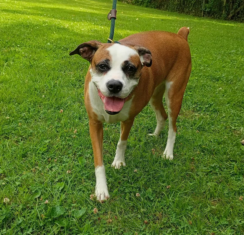An adult medium-sized female Red / Chestnut / Orange Boxer dog named Reba for adoption in Maynardville, TN