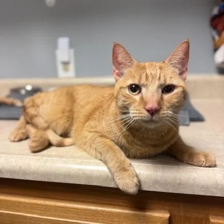 An adult large-sized male Tabby (Orange / Red) Domestic Short Hair cat named Milo for adoption in Circleville, OH