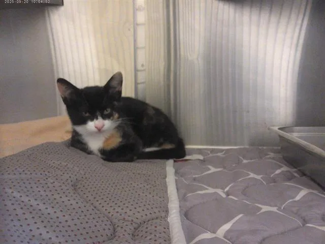 A baby small-sized female Domestic Short Hair cat named Kuromi for adoption in Chula Vista, CA