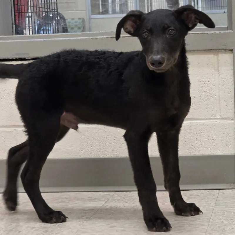 A baby small-sized male Black Mixed Breed dog named Armand for adoption in Fredericksburg, VA