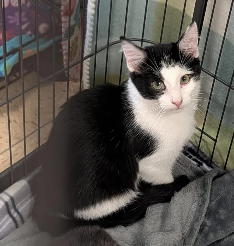 A baby medium-sized female Black Domestic Short Hair cat named Eve for adoption in Marietta, OH