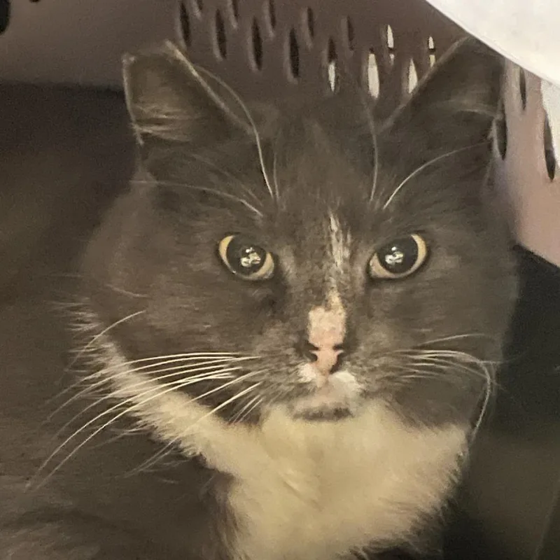 An adult medium-sized female Gray / Blue / Silver Domestic Short Hair cat named Flutterfly for adoption in Salt Lake City, UT