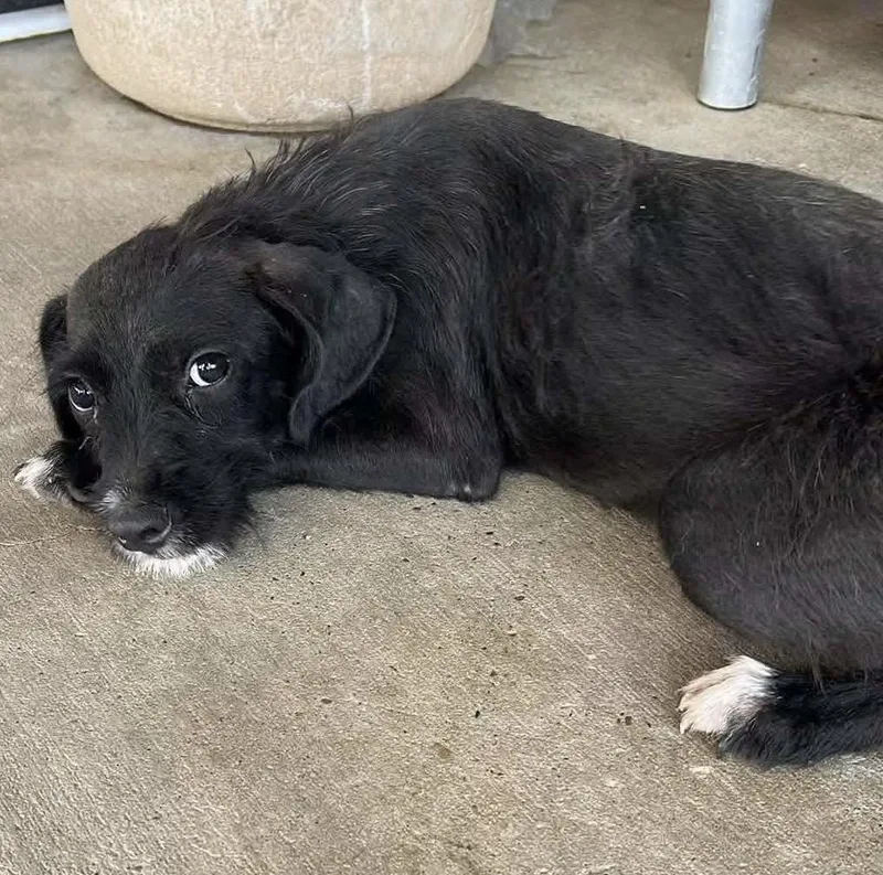 A young small-sized female Mixed Breed dog named Roo for adoption in Gainesville, VA