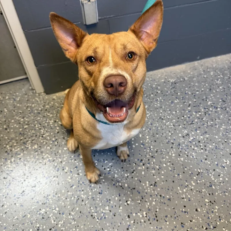 An adult large-sized male Yellow / Tan / Blond / Fawn Carolina Dog dog named Tuscstray for adoption in Tuscaloosa, AL