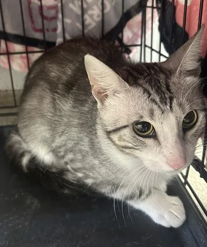 An adult medium-sized male Domestic Short Hair cat named Pepper for adoption in Palm Coast, FL