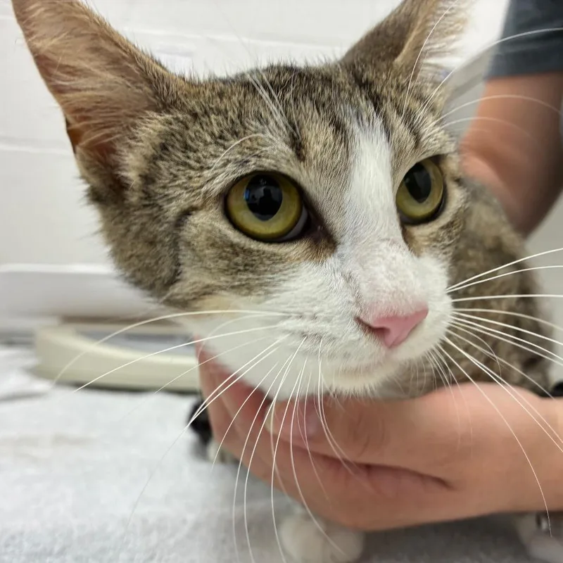 An adult medium-sized female Brown / Chocolate Domestic Short Hair cat named Kaia for adoption in Corpus Christi, TX