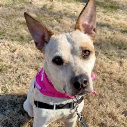 Sugar Pp thumbnail 2