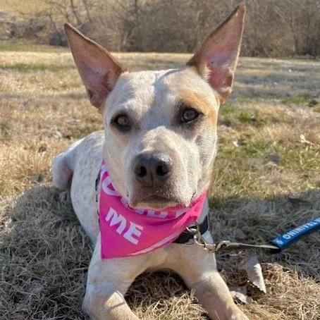 Sugar Pp thumbnail 3