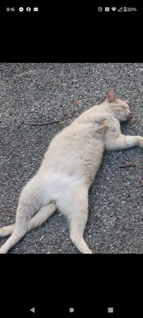 An adult medium-sized male Domestic Short Hair cat named No mitts Willett for adoption in Cromwell, KY