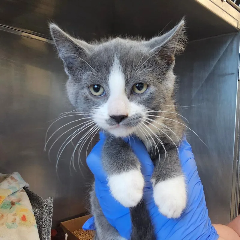 A baby small-sized male Gray / Blue / Silver Domestic Short Hair cat named Chandler for adoption in Birdsboro, PA