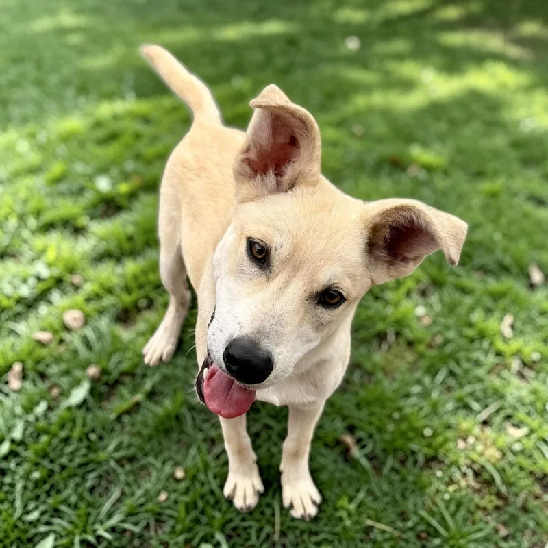 A baby medium-sized male White / Cream Australian Shepherd dog named Keith for adoption in Austin, TX