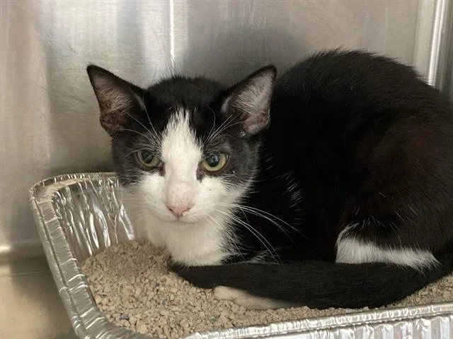 A baby small-sized female Domestic Short Hair cat named Bammy for adoption in Tustin, CA