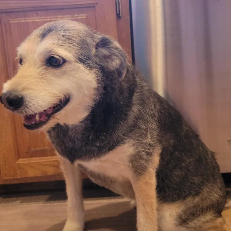 A senior small-sized female Labrador Retriever dog named Fenway for adoption in Rogersville, MO