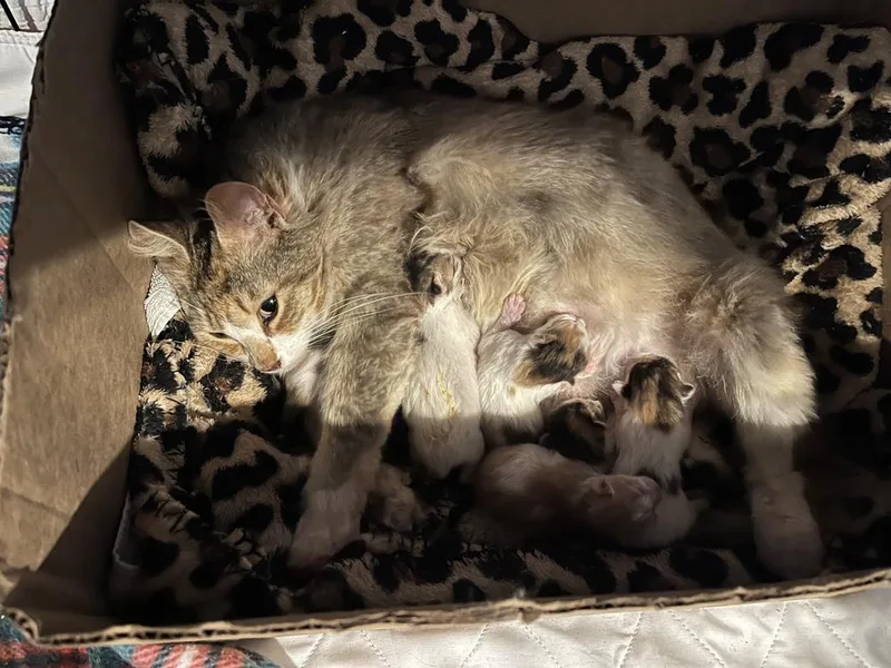 Octomom