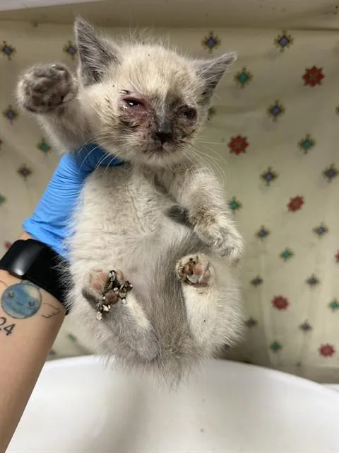 A young small-sized female Domestic Short Hair cat named Snowball for adoption in Riverside, CA