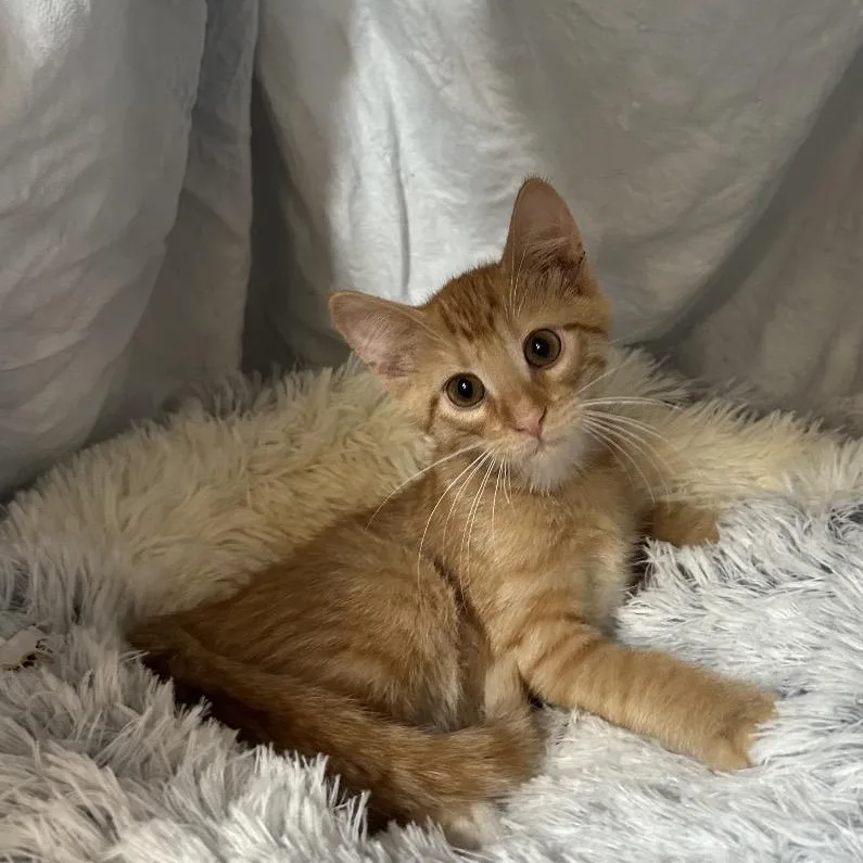 A baby small-sized male Orange / Red Domestic Medium Hair cat named Moon for adoption in Columbia, MO