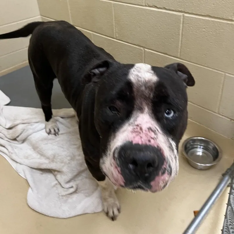 An adult large-sized male Black Mixed Breed dog named Wallaby for adoption in Winston-Salem, NC