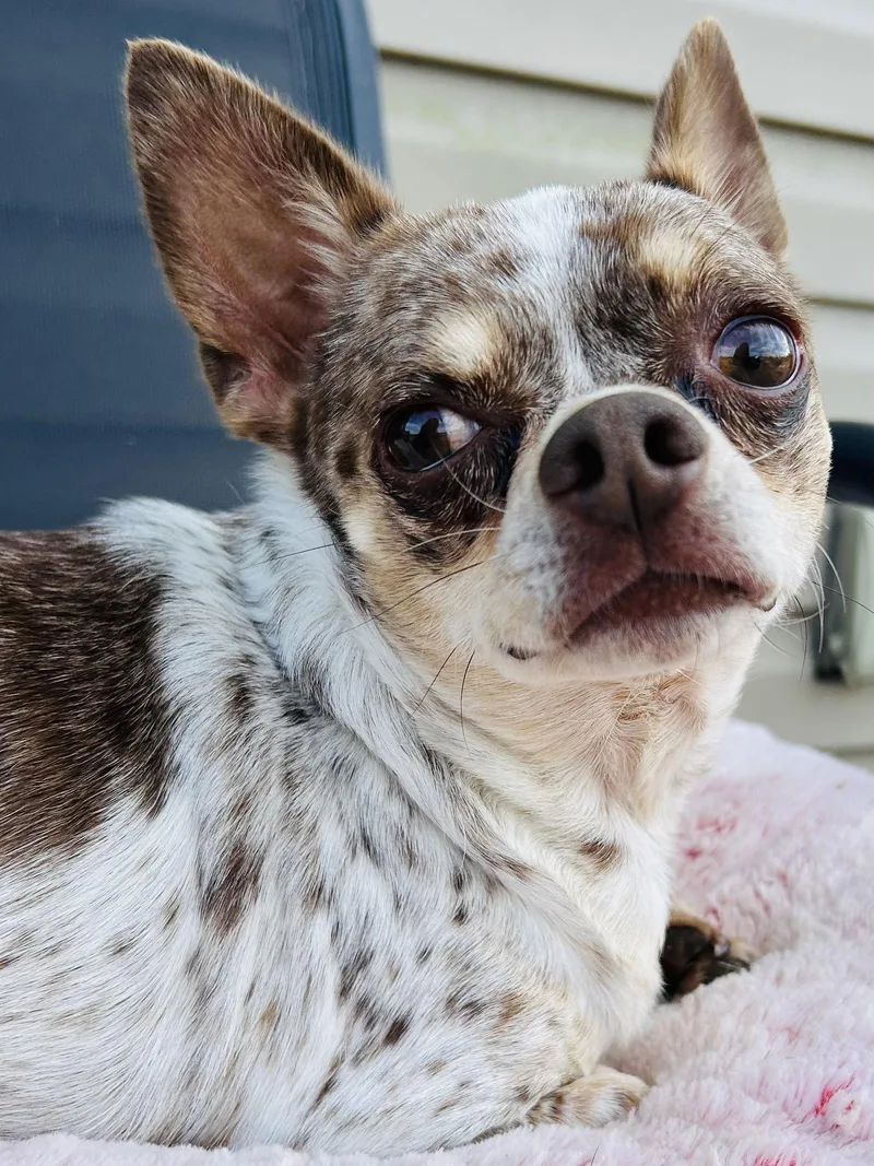 An adult small-sized male Chihuahua dog named Dougie for adoption in Elizabethtown, PA