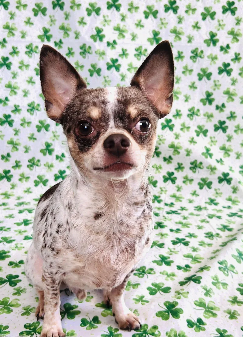 Dougie thumbnail 3