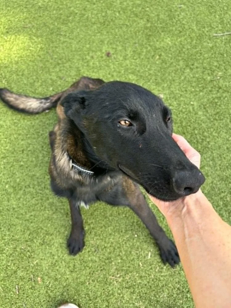 A baby medium-sized male Tricolor (Brown, Black, & White) Belgian Shepherd / Malinois dog named Onyx Located in for adoption in Imlay City, MI