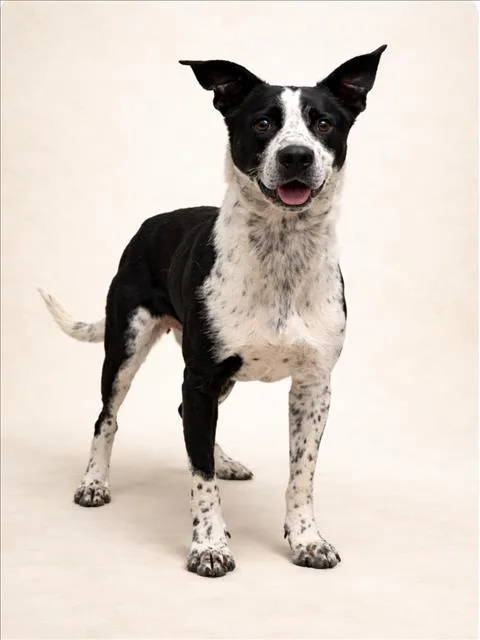 A young medium-sized female Australian Cattle Dog / Blue Heeler dog named Barbz for adoption in Cookeville, TN