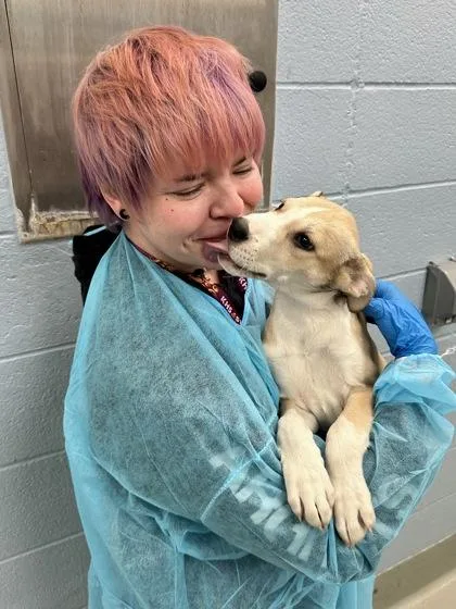 A baby large-sized female Yellow / Tan / Blond / Fawn Mixed Breed dog named Jam for adoption in Wichita, KS