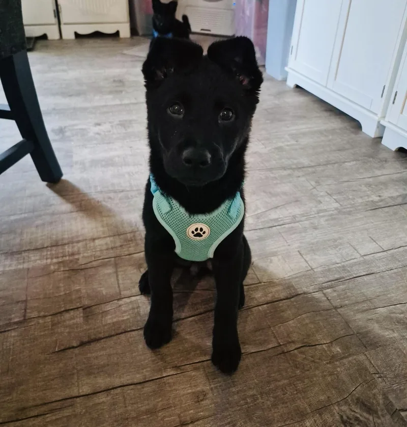 A baby medium-sized female Black Shepherd dog named Jane for adoption in San Antonio, TX