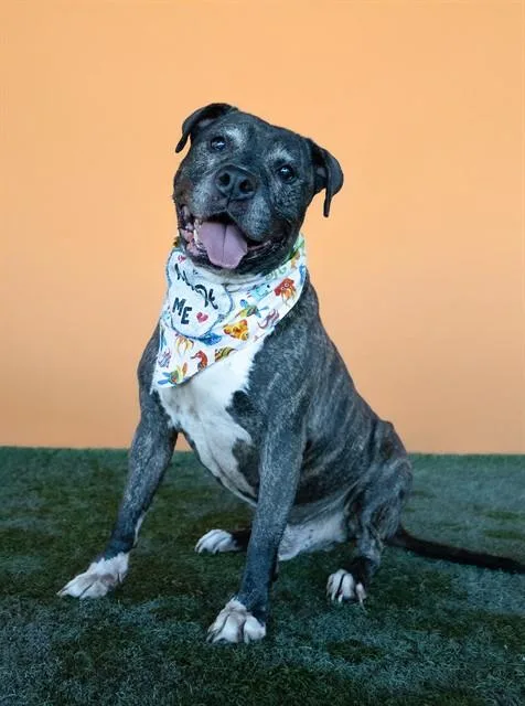 A senior extra large-sized male American Bulldog dog named Ares for adoption in Miami, FL