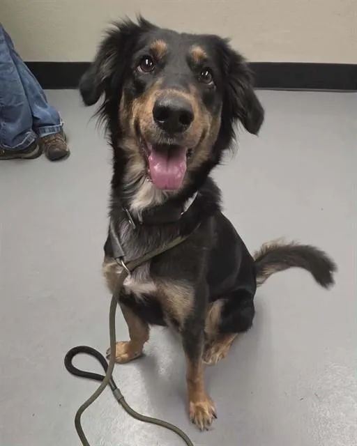 A young medium-sized female Shepherd dog named Grace for adoption in Phoenix, OR