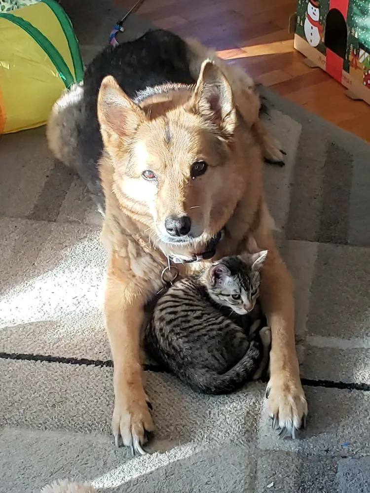 A baby medium-sized male Domestic Short Hair cat named Otter for adoption in China Township, MI