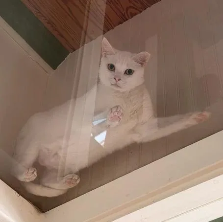 An adult medium-sized male White Domestic Short Hair cat named Snowball for adoption in Athens, GA