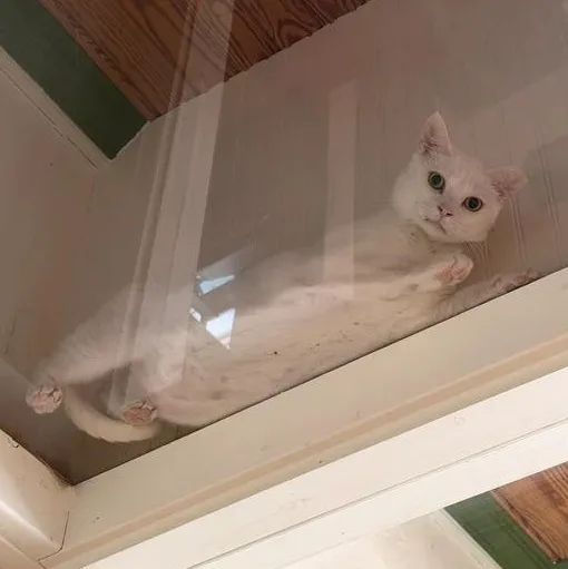 Snowball thumbnail 5