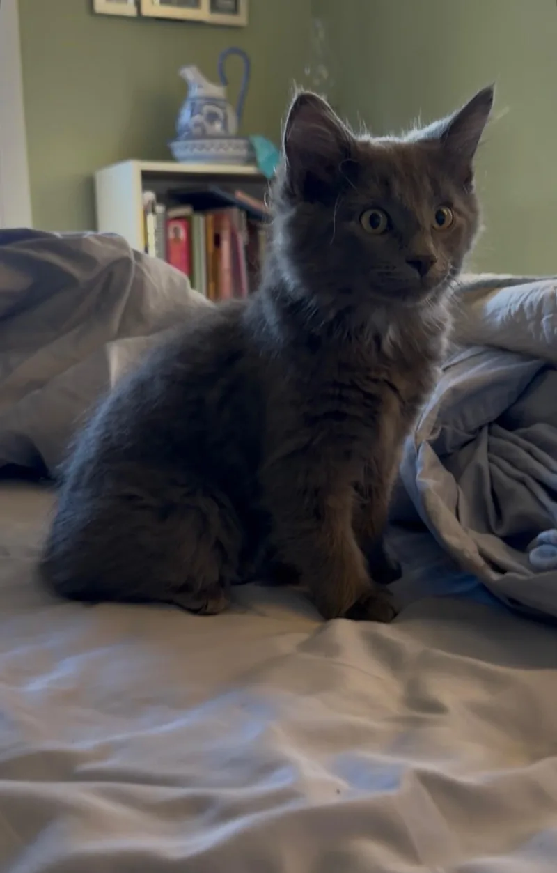 A baby medium-sized male Domestic Long Hair cat named Nelson for adoption in Crown Point, IN