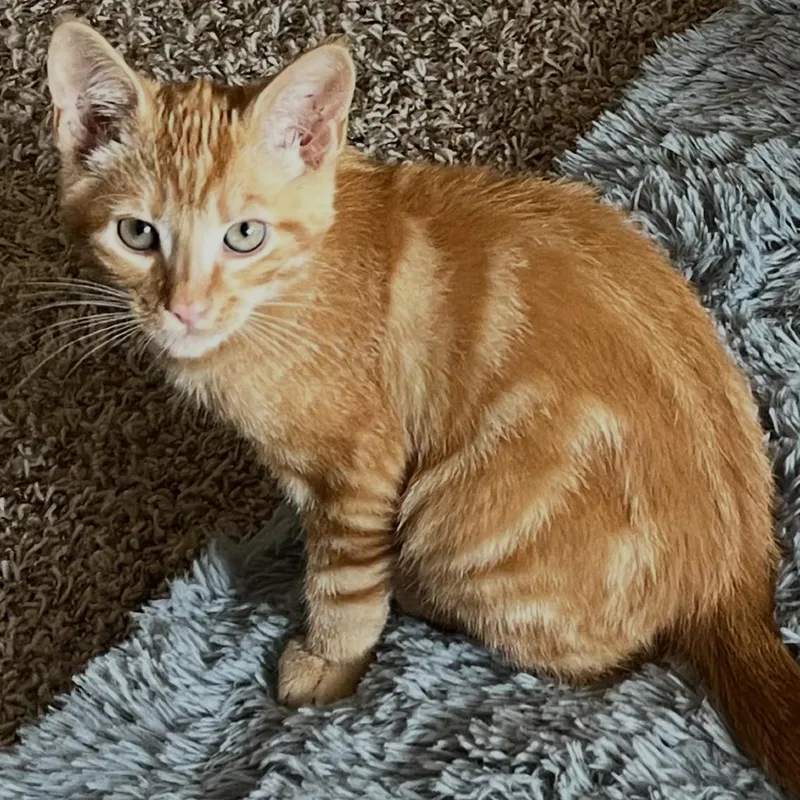 A baby small-sized male Orange / Red Domestic Short Hair cat named Daniel Tiger for adoption in Ferndale, WA