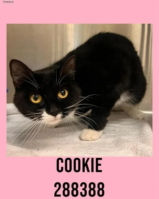 A young large-sized female Domestic Short Hair cat named Cookie for adoption in Macon, GA