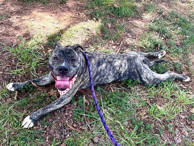 An adult large-sized male Pit Bull Terrier dog named Bowman for adoption in Charlotte, NC